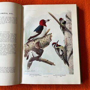 Birds of America book - Copright 1936 - Louis Agassiz Fuertes 106 Color Plates